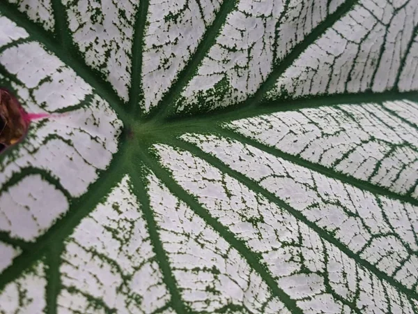 Caladium Bicolor Leaf Pattern Background Tropical Nature Green White Caladium — Stok fotoğraf