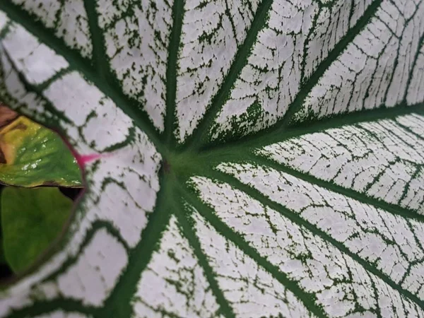 Caladium Bicolor Leaf Pattern Background Tropical Nature Green White Caladium — Foto Stock