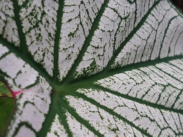 Caladium Bicolor Leaf Pattern Background Tropical Nature Green White Caladium — стоковое фото