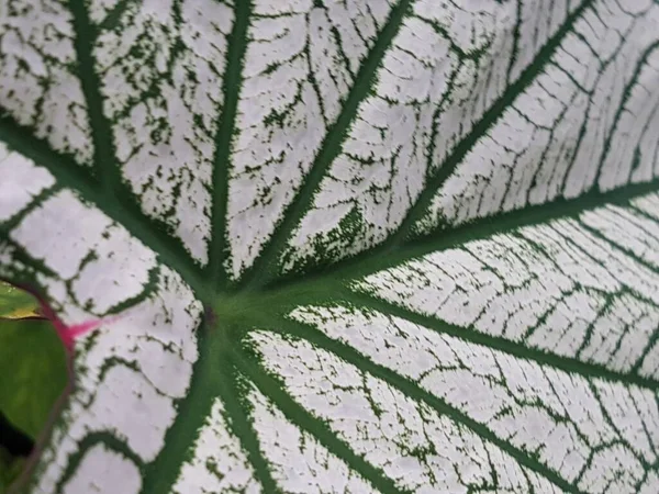 Caladium Bicolor Leaf Pattern Background Tropical Nature Green White Caladium — Stok fotoğraf