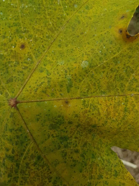 Macro Photo Autumn Foliage Yellow Maple Leaf Texture Close Macro — ストック写真