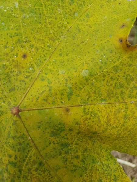 Macro Photo Autumn Foliage Yellow Maple Leaf Texture Close Macro — ストック写真