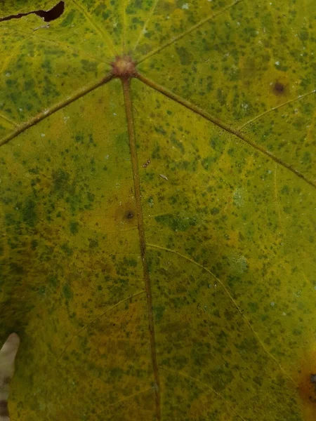Macro Photo Autumn Foliage Yellow Maple Leaf Texture Close Macro — Photo