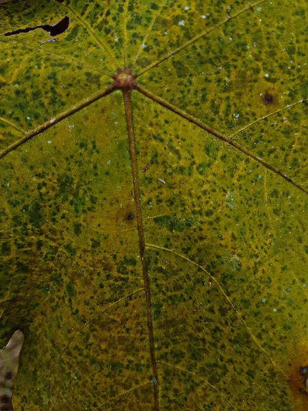 Macro Photo Autumn Foliage Yellow Maple Leaf Texture Close Macro — стоковое фото
