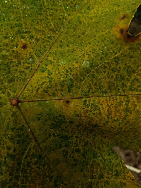 Sonbahar Yeşilliği Nin Macro Fotoğrafı Sarı Akçaağaç Yaprağı Dokusu Yakın — Stok fotoğraf