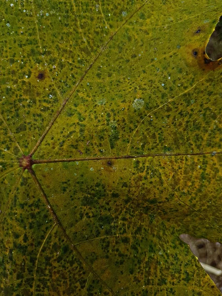 Macro Photo Autumn Foliage Yellow Maple Leaf Texture Close Macro — Stock Fotó