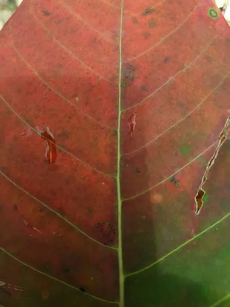 Red Leaf Textures Backround Colorful Backround Image Fallen Autumn Leaves — 图库照片