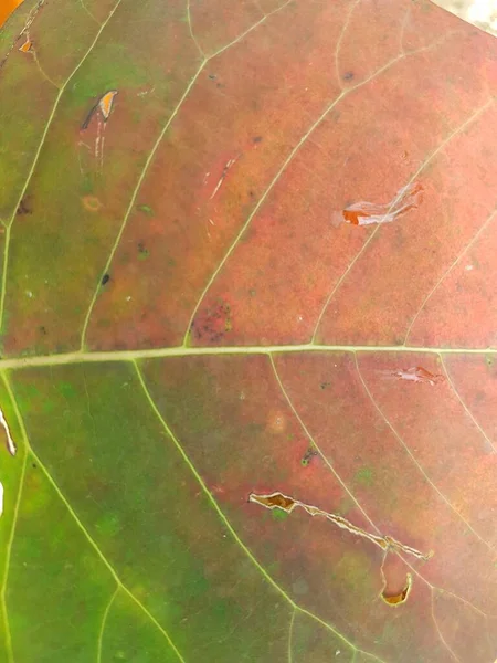 Red Leaf Textures Backround Colorful Backround Image Fallen Autumn Leaves — ストック写真