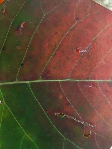 Kırmızı Yaprak Desenleri Arka Tarafta Düşen Sonbahar Yapraklarının Renkli Arkaplan — Stok fotoğraf