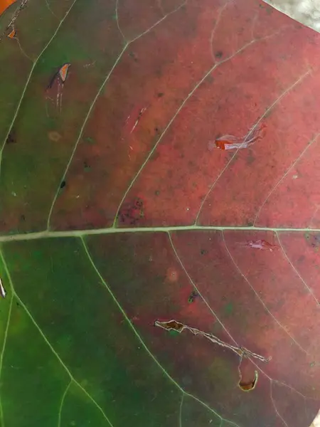 Kırmızı Yaprak Desenleri Arka Tarafta Düşen Sonbahar Yapraklarının Renkli Arkaplan — Stok fotoğraf
