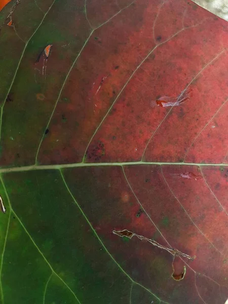 Red Leaf Textures Backround Colorful Backround Image Fallen Autumn Leaves — Photo