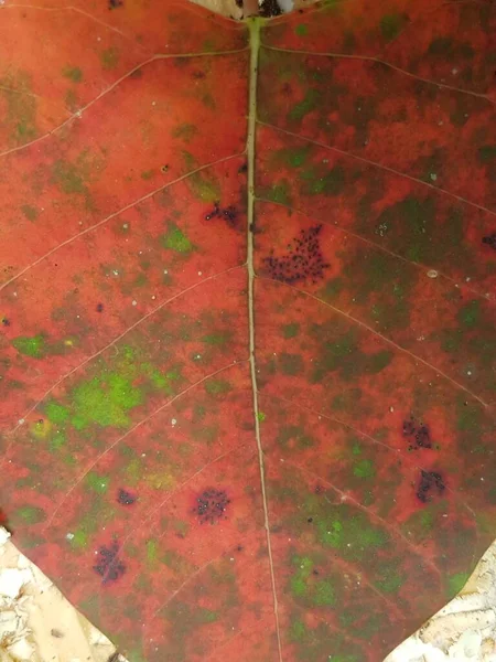 Red Leaf Textures Backround Colorful Backround Image Fallen Autumn Leaves — 图库照片
