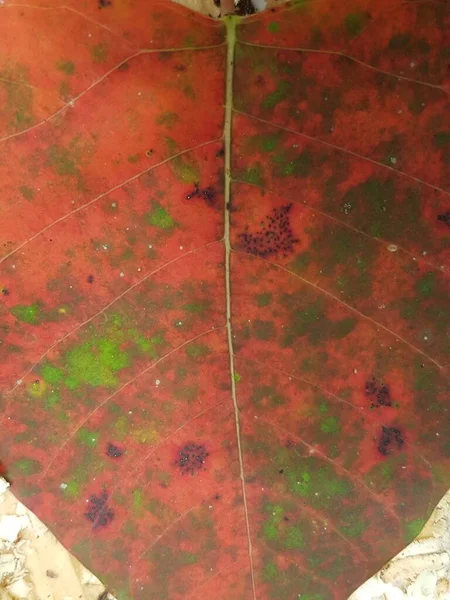 Red Leaf Textures Backround Colorful Backround Image Fallen Autumn Leaves — Stockfoto