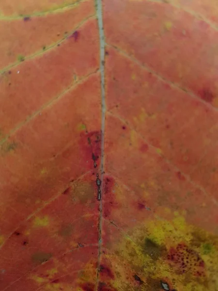 Red Leaf Textures Backround Colorful Backround Image Fallen Autumn Leaves — Stok Foto