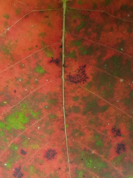 Red Leaf Textures Backround Colorful Backround Image Fallen Autumn Leaves — ストック写真