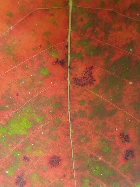 Red Leaf Textures Backround Colorful Backround Image Fallen Autumn Leaves — Stockfoto