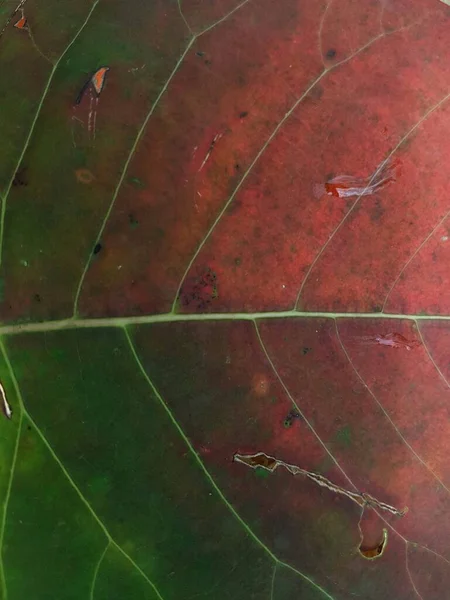 Red Leaf Textures Backround Colorful Backround Image Fallen Autumn Leaves — Stock Fotó