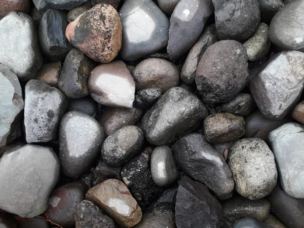 Вырезанные Каменных Изображениях Оленей Отдых Блестящем Пляже Чернозем Природа Пляжа — стоковое фото