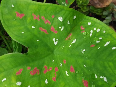 Ormanda bulunan yeşil yapraklı, beyaz noktalı ve kırmızı damarlı Vahşi Caladium kırmızı yıldızının (üç renkli) üst görüntüsü. Bahçe işleri, ev dekorasyonu için tropikal ev bitkisi.