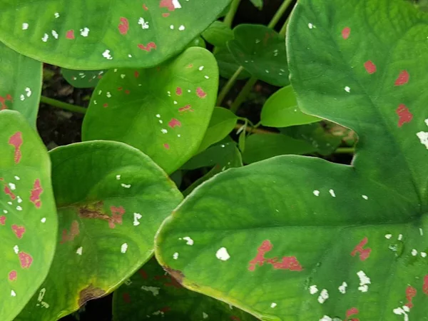 Ormanda Bulunan Yeşil Yapraklı Beyaz Noktalı Kırmızı Damarlı Vahşi Caladium — Stok fotoğraf