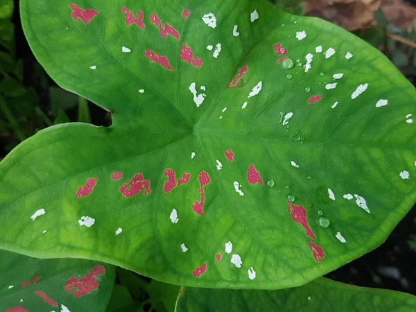 Ormanda Bulunan Yeşil Yapraklı Beyaz Noktalı Kırmızı Damarlı Vahşi Caladium — Stok fotoğraf