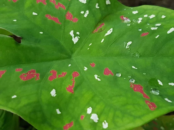 Draufsicht Auf Wild Caladium Roter Stern Tricolor Mit Grünen Blättern — Stockfoto