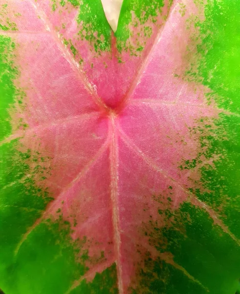 Top View Wild Caladium Red Star Tricolor Green Leaves White — Stock Photo, Image