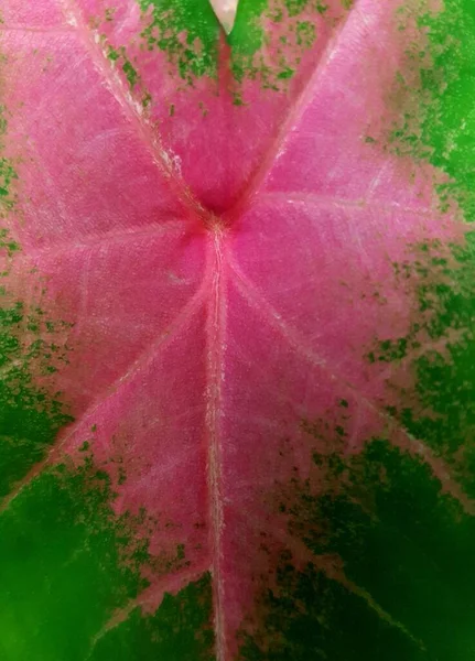 Top View Wild Caladium Red Star Tricolor Green Leaves White — Stock Photo, Image