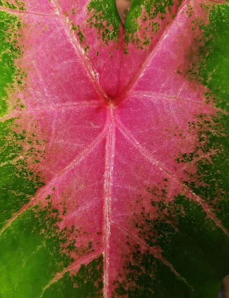 Top View Wild Caladium Red Star Tricolor Green Leaves White — Stock Photo, Image