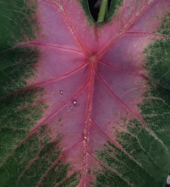 Ormanda Bulunan Yeşil Yapraklı Beyaz Noktalı Kırmızı Damarlı Vahşi Caladium — Stok fotoğraf