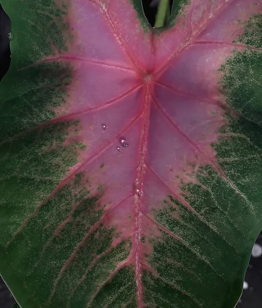 Ormanda Bulunan Yeşil Yapraklı Beyaz Noktalı Kırmızı Damarlı Vahşi Caladium — Stok fotoğraf