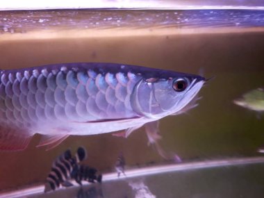 Silver arowana in aquarium. Osteoglossum bicirrhosum. beautiful  arowana golden fish inside aquarium