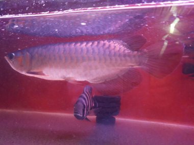 Silver arowana in aquarium. Osteoglossum bicirrhosum. beautiful  arowana golden fish inside aquarium
