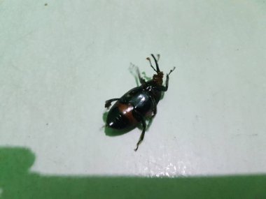 Dead cockroach on the white  floor after being hit by pesticides