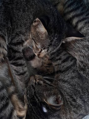 two black and white striped cats sleeping cuddled on the floor
