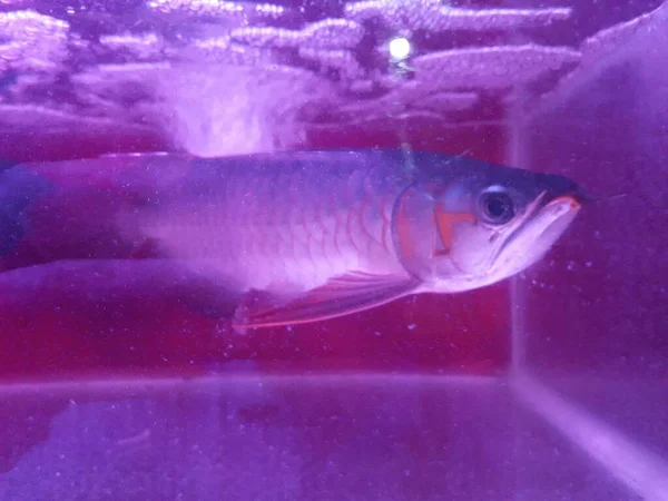 Silver Arowana Aquarium Osteoglossum Bicirrhosum Beautiful Arowana Golden Fish Aquarium — Foto Stock