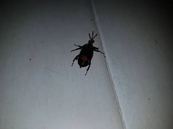 Dead Cockroach White Floor Being Hit Pesticides — Stock fotografie
