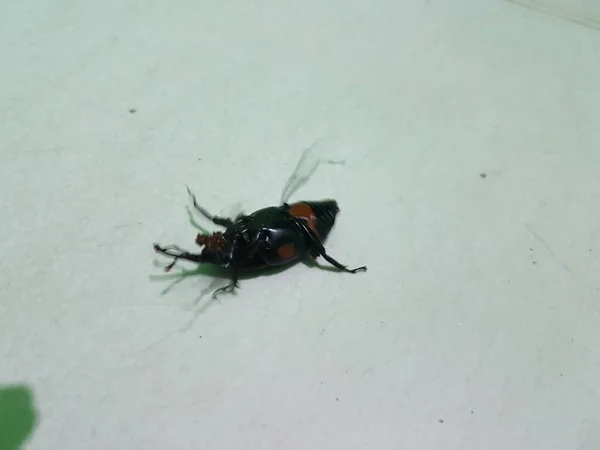 Dead Cockroach White Floor Being Hit Pesticides — Zdjęcie stockowe