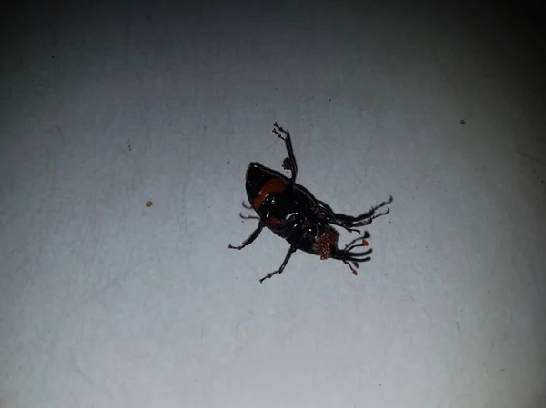 Dead Cockroach White Floor Being Hit Pesticides — Stockfoto