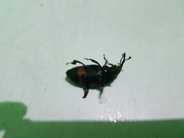 Dead Cockroach White Floor Being Hit Pesticides — Stockfoto