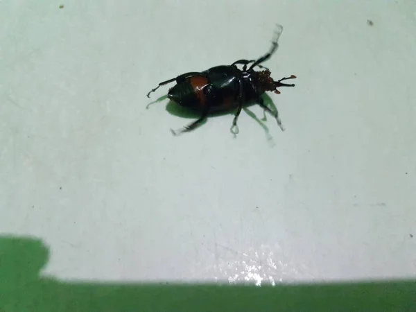 Dead Cockroach White Floor Being Hit Pesticides — стоковое фото