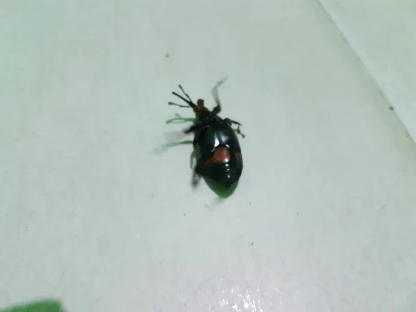 Dead Cockroach White Floor Being Hit Pesticides — Foto Stock