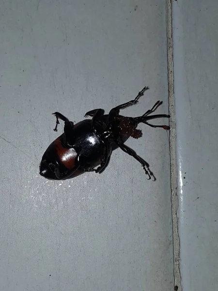 Dead Cockroach White Floor Being Hit Pesticides — Stockfoto