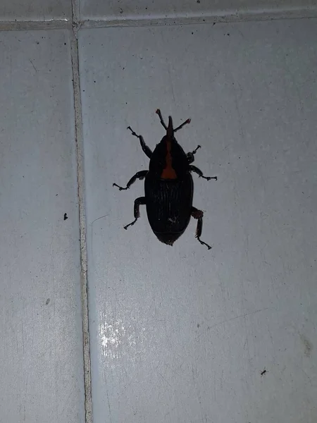 Dead Cockroach White Floor Being Hit Pesticides — Stok Foto