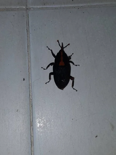 Dead Cockroach White Floor Being Hit Pesticides — 스톡 사진