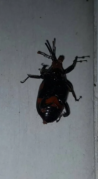 Dead Cockroach White Floor Being Hit Pesticides — Zdjęcie stockowe