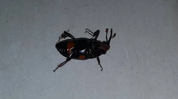 Dead Cockroach White Floor Being Hit Pesticides — Stock fotografie