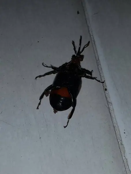 Dead Cockroach White Floor Being Hit Pesticides — Zdjęcie stockowe