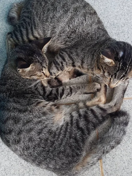 Two Black White Striped Cats Sleeping Cuddled Floor — Photo