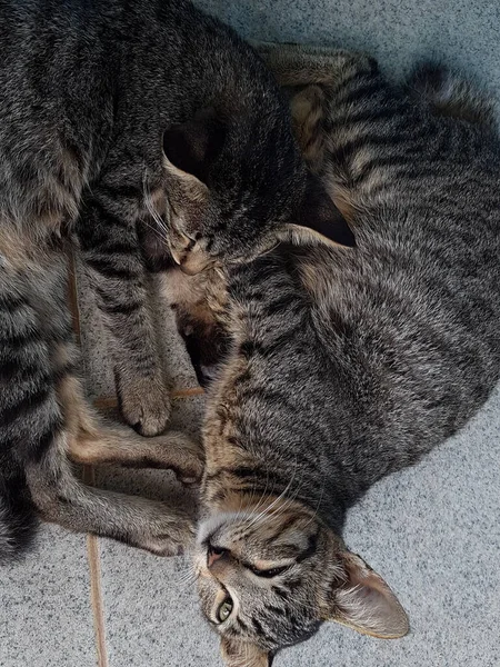 Two Black White Striped Cats Sleeping Cuddled Floor —  Fotos de Stock